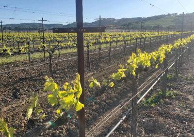 la-cantina-winery-hp-vineyard